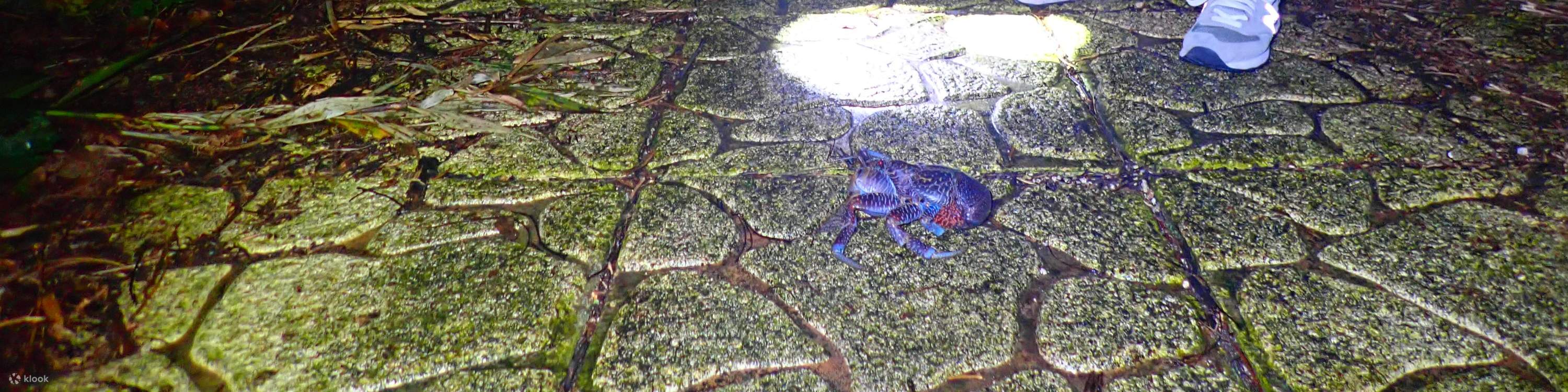 [Miyako Island/Night] Stargazing & Jungle Night Tour